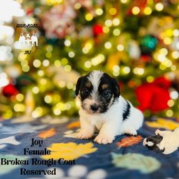 Joy - Tri-color female Russell Terrier puppy in Lufkin, Texas from Dixie-Rose JRT
