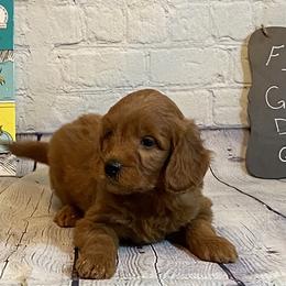 Goldendoodle and Poodle Puppies from Partridge Doodles and Poodles
