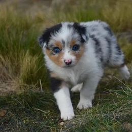 Prince - Blue merle male Australian Shepherd puppy in Prineville, Oregon from KC’s Aussies