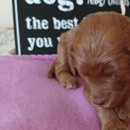 Goldendoodle Puppies from JDoodles