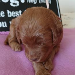 Goldendoodle Puppies from JDoodles