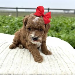 Anna - Red  female Goldendoodle puppy in Mint Hill, North Carolina from DoodleForever