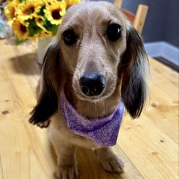 Clarice - Dachshund