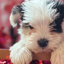 Miniature Schnauzers from County Line Schnauzers