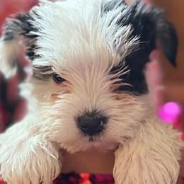 Miniature Schnauzers from County Line Schnauzers