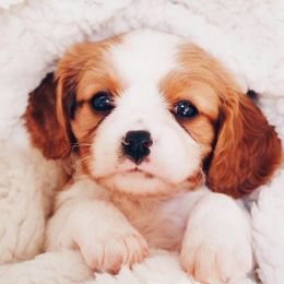 Cavalier King Charles Spaniel and Cavapoo Puppies from Red Skye Cavaliers and Cavapoos