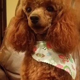 Winter - Poodle