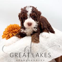 Harbor - Tri-color male Bernedoodle puppy in Baroda, Michigan from Great Lakes Bernedoodles