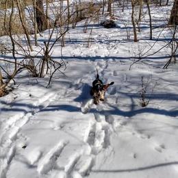 Basset Hound Puppies from Honey Moon Hounds