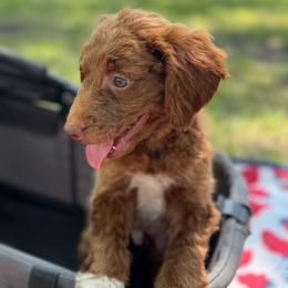 Big Ben (Green Collar) - Parti male Goldendoodle puppy in Valley Center, Kansas from The Goldendoodle Gal