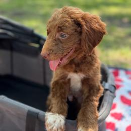 Big Ben (Green Collar) - Parti male Goldendoodle puppy in Valley Center, Kansas from The Goldendoodle Gal