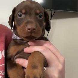 Lavender Collar female - Red and rust female Doberman Pinscher puppy in Madison, Indiana from Jensen Dobermans and Dachshunds
