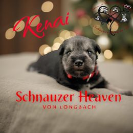 Kenai AKC - Salt and pepper male Miniature Schnauzer puppy in Pelzer, South Carolina from Schnauzer Heaven Von Longbach