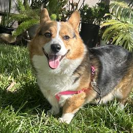 Pembroke Welsh Corgis from 10th House Corgis