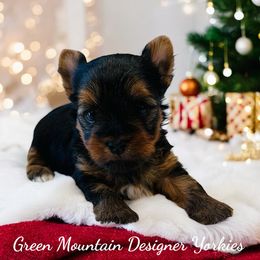 Blitzen - Black and tan male Yorkshire Terrier puppy in Newport Center, Vermont from Green Mountain Designer Yorkies