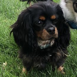 Cavalier King Charles Spaniel and Companion Cross All Grown Up from Bluffroads Cavaliers and Chiliers