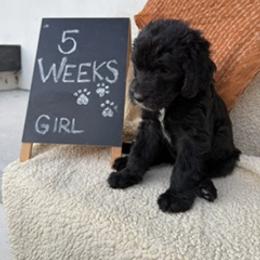 White - Black female Sheepadoodle puppy in Whittier, California from HOUSE OF DOODLES