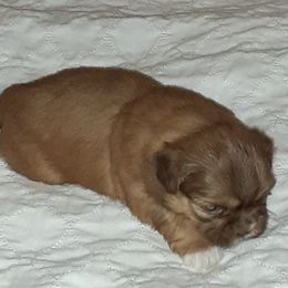 Shih Tzu Puppies from N.F.S.T Imperial ShihTzu Puppies.