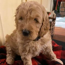 Australian Shepherds and Goldendoodles from Anglin Doodles