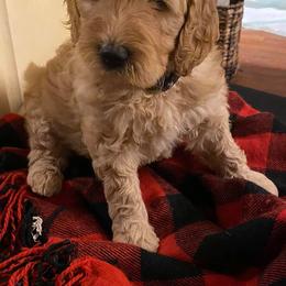 Australian Shepherds and Goldendoodles from Anglin Doodles