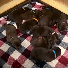 Boy 1 - Chocolate Labrador Retriever puppy in Sandpoint, Idaho from Allen Sunnyside AKC Labs