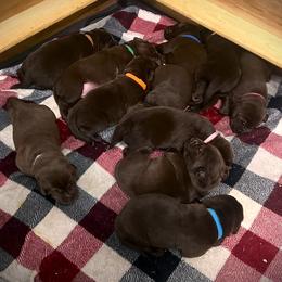 Boy 1 - Chocolate Labrador Retriever puppy in Sandpoint, Idaho from Allen Sunnyside AKC Labs