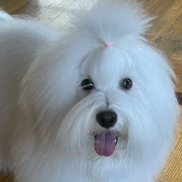 Cotons de Tulear from Island Crest Cotons