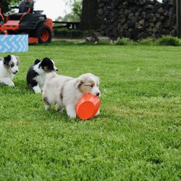 Australian Shepherd Puppies from Real McCoy Australian Shepherds