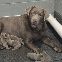 Chaney - Dilute Retriever