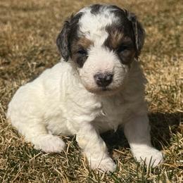Aspen - Tri-color male Bernedoodle puppy in Larimer County, Colorado from Puppy Love Doodles