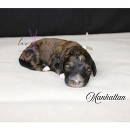 Manhattan - Sable female Cockapoo puppy in Mancelona, Michigan from Lavender poodles & doodles