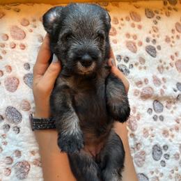 Standard Schnauzer Puppies from Harbor Hill Standard Schnauzers