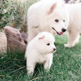 Pom Pom - White female Samoyed puppy in Morgan, Utah from Mountain Legacy Samoyeds