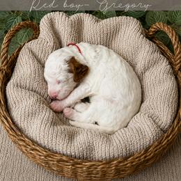 Goldendoodle Puppies from RadDoodles