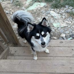 Ronin - Pomsky