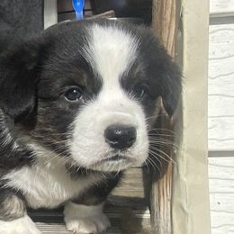 Cardigan Welsh Corgi puppies from Corgi Gardens