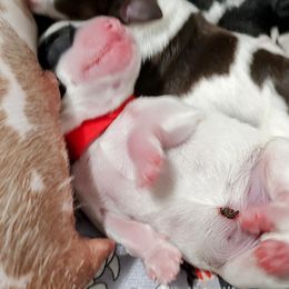Boy 3 - Parti Miniature Schnauzer puppy in Hertford, North Carolina from Little Bug Schnauzers