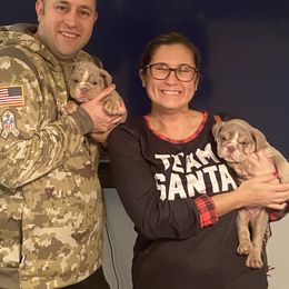 Bulldog Puppies from Flawless Bulldog