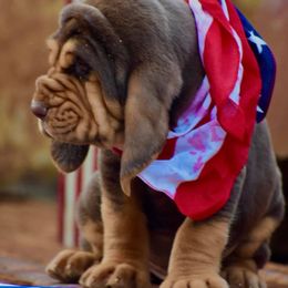 American Bully and Bloodhound Puppies from Blue Collar Kennelz Bloodhounds and American Bullies
