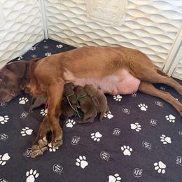 5th Pick Male - Chocolate male Labrador Retriever puppy in Petersburg, West Virginia from Shoreline Retrievers