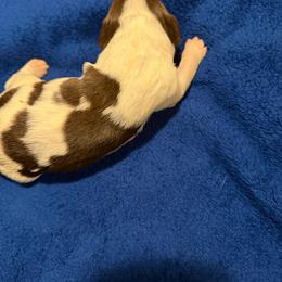 Lakely - Liver and white female English Springer Spaniel puppy in Lufkin, Texas from Shifletknight Springer Spaniels