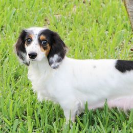 Ivy Rose - Dachshund
