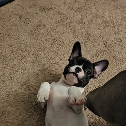French Bulldog Puppies from frenchies f