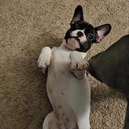 French Bulldog Puppies from frenchies f
