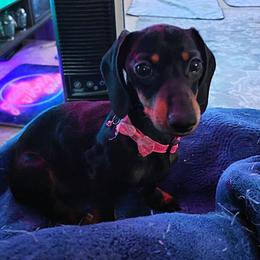 Sofie - Dachshund