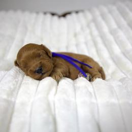 Chestnut - Red male Cavapoo puppy in Queen Creek, Arizona from Dulcito Doodles