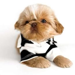 Elmo - Liver male Shih Tzu puppy in League City, Texas from Divine Pups