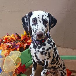 Windy,  Black collar girl - White and liver brown female Dalmatian puppy in Decatur, Alabama from Hollytree Dalmatians