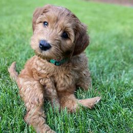 Australian Cobberdogs from Willow Haven Australian Cobberdogs