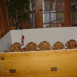 Vizsla Puppies from Mill Pond Farm Vizslas